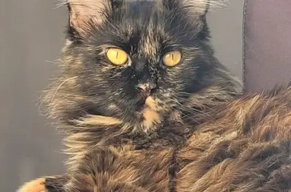 Пропала кошка, СНТ 