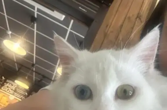 Найдена кошка, Ростов-на-Дону, фото: Белая кошка найдена на Тружеников, 2А