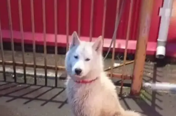 Найдена собака в районе 108 км Можайского р-на