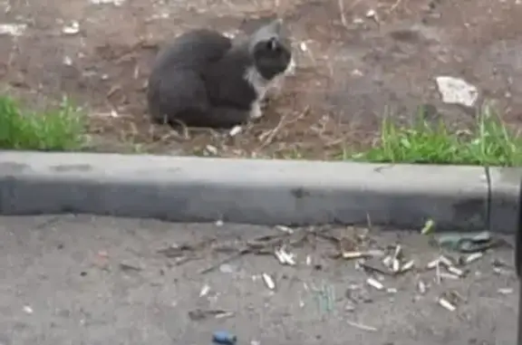 Кошка найдена: Якова Флиера, 2, Орехово