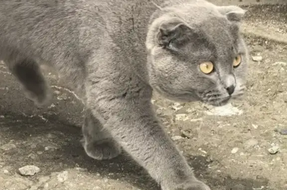 Кошка найдена: Быковка Кп, МО