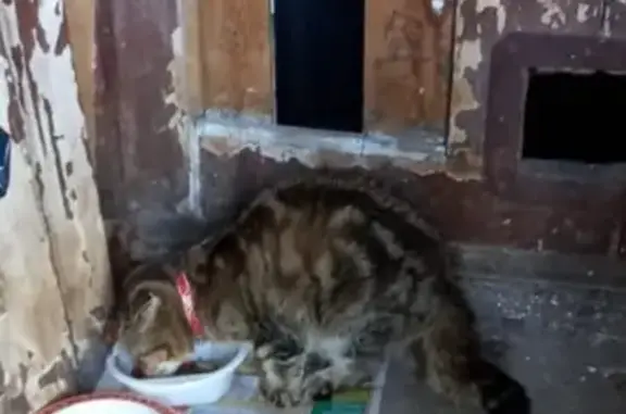 Кошка найдена: ул. Мечникова, 41, НН