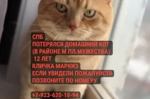Пропала кошка на ул. Рыжий кот, СПб