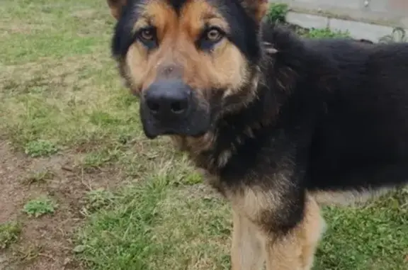 Найдена собака, Фомино, Свердловская обл.