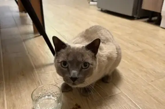 Кошка найдена: ул. Бабуркина, 12, Барнаул