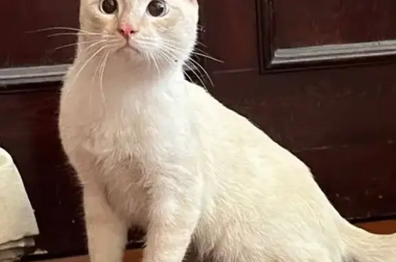 Найдена кошка, Июльская ул., 55, Екатеринбург