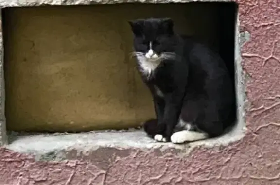 Найдена кошка, Москва, фото: Кошка найдена: Ленинградский пр., 45, к.2