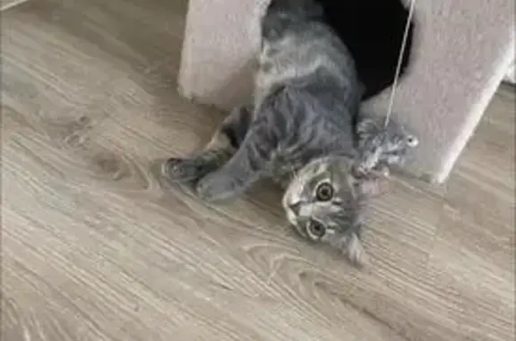 Пропала кошка, Степная ул., д. 2, Щигры