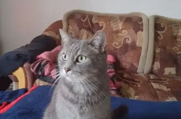 Найдена кошка, Нивенское, фото: Кошка найдена: А195, 15, Нивенское