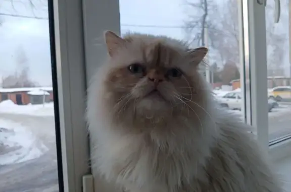 Пропала кошка в СНТ Спорт, МО