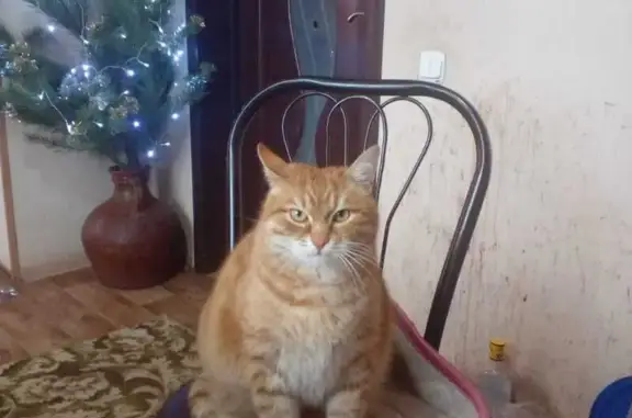 Пропала кошка в Чагане, Астрахань