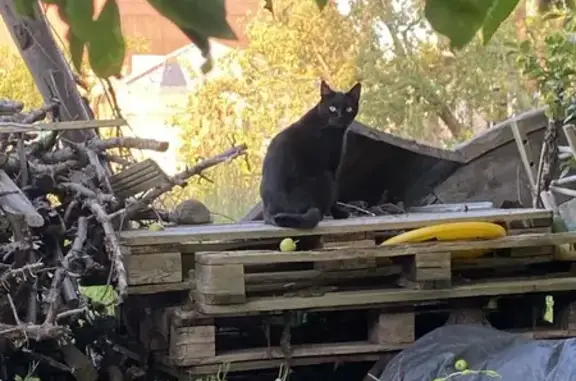Пропала черная кошка, ул. Маточкина, 8