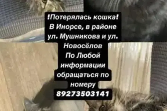 Пропала кошка, Транспортная 86, Уфа