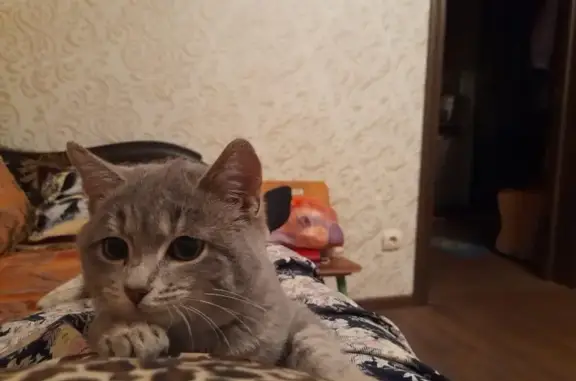 Пропал котик, ул. Наб. 1 Мая, 160, Астрахань