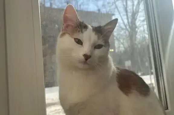 Кошки потеряшки, Московская область, фото: Потеряшка кошка в Глубоково, МО