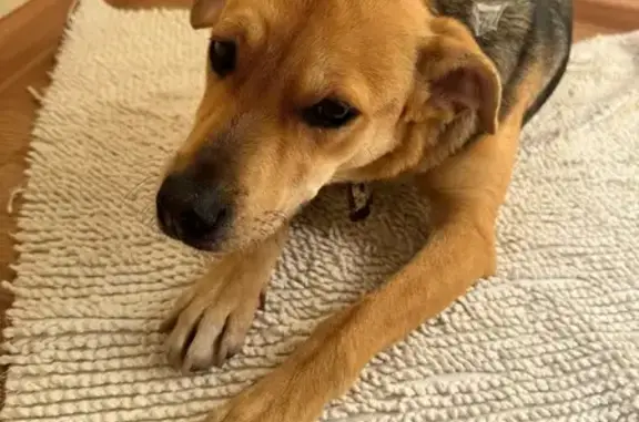 Найдена собака на Гидрострое, Краснодар