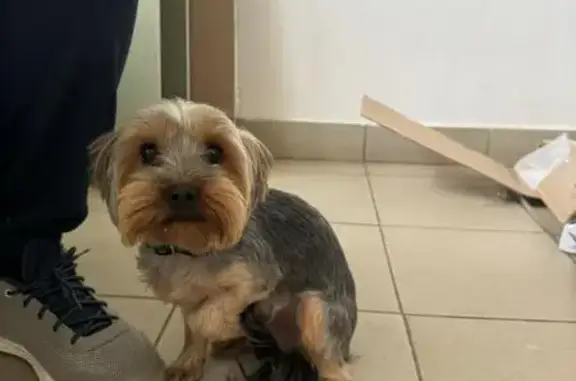 Найдена собака, Йошкар-Ола, фото: Собака найдена: ул. Яна Крастыня, 6Б