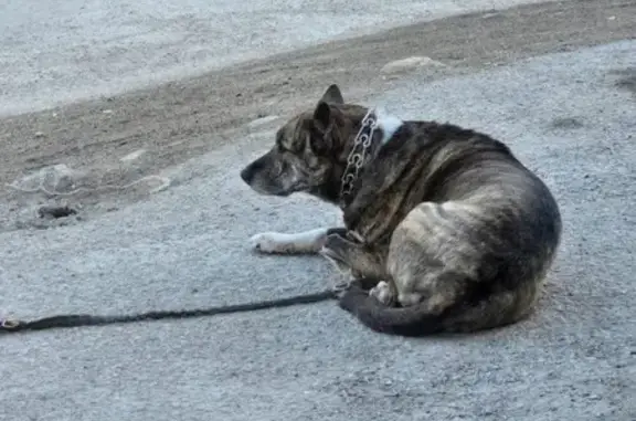 Найдена собака, Мурманск, фото: Собака найдена: ул. Кошевого 6/2, Мурманск