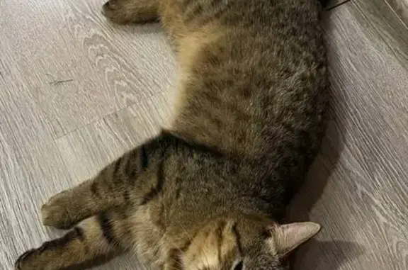 Найдена кошка, ул. Нагорная, 211, Самара