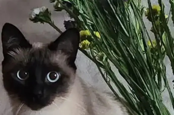 Кошки потеряшки, Минск, фото: Потеряшка сиамская кошка, Серова 17, Минск