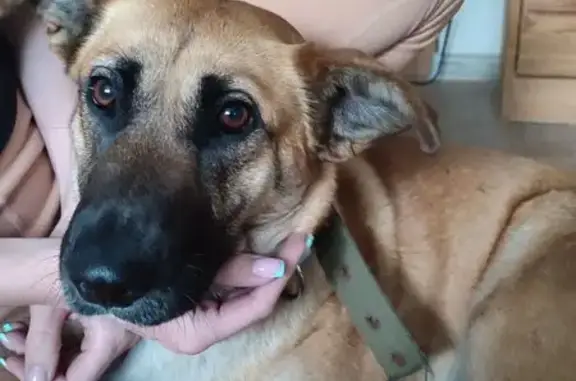 Собака найдена, ул. Механизаторов 17В, Липецк