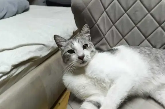 Пропала кошка, ул. Кирова, 9, Краснодар