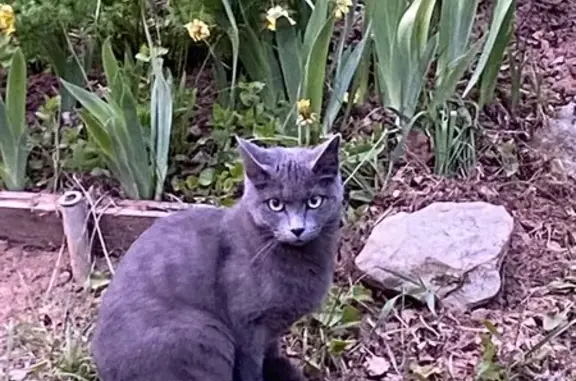 Найдена кошка, Калужская область, фото: Кошка найдена в Федотово, Калужская обл.