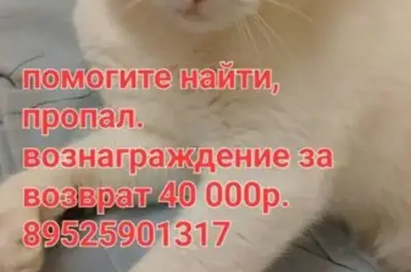 Объявления о пропавших и найденных животных, Липецк, фото: Пропал кот, Студенческий городок, Липецк