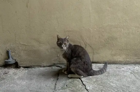 Найдена кошка, Санкт-Петербург, фото: Кошка найдена: Литейный пр., 28/1, СПб