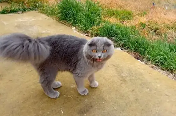 Объявления о пропавших и найденных животных, Гуково, фото: Найдена кошка, ул. Свободы 42, Гуково