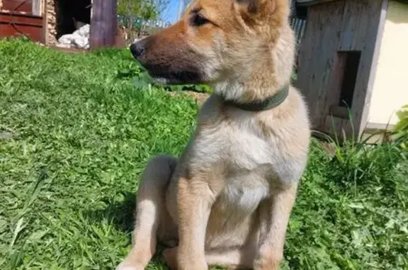 Собака найдена в Берёзовском, Кемерово