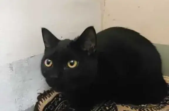 Кошка найдена на Одоевского 1/8, НСК
