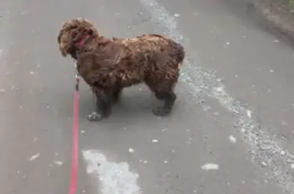 Найдена собака, Нижний Новгород, фото: Найдена собака: ул. Голованова, 37А, НН