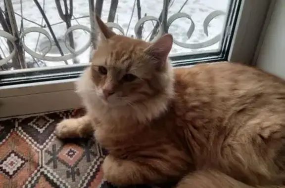 Пропала кошка на Шевелюха, 20, Ярославль