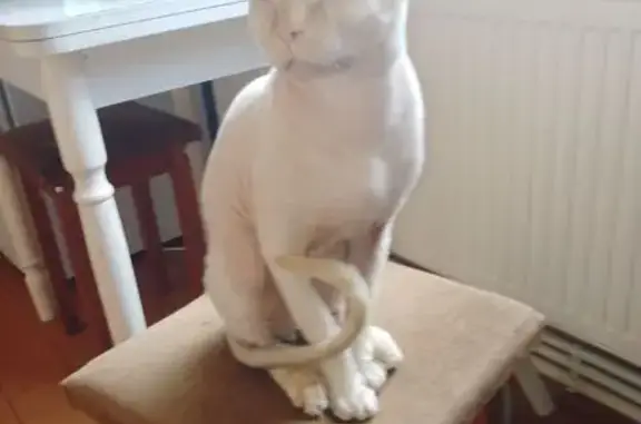 Найдена кошка Сфинкс, Шостье, Рязань