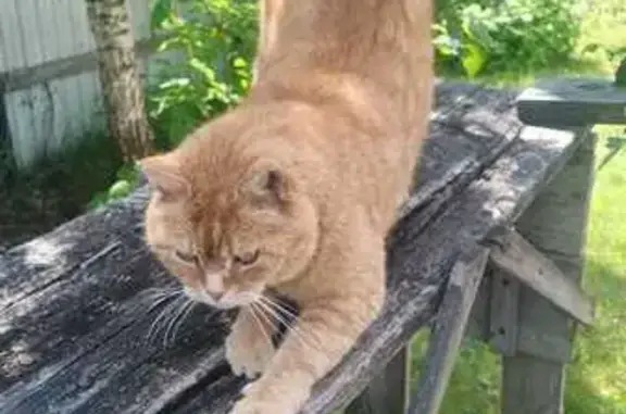 Кошки потеряшки, Коломна, фото: Потеряшка кошка, ул. Посадская 48, Коломна