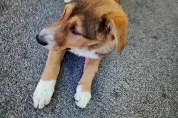 Светло-коричневая собака найдена на Терешковой 13