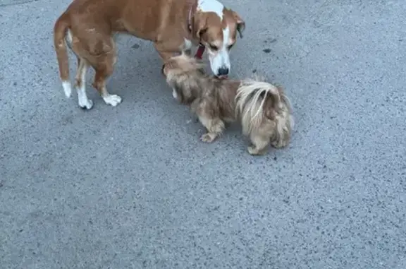 Собачки найдены: ул. М. Горького, 104, РнД