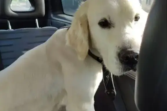 Найдена собака, Калининград, фото: Собака найдена: Харьковская, 33, Калининград