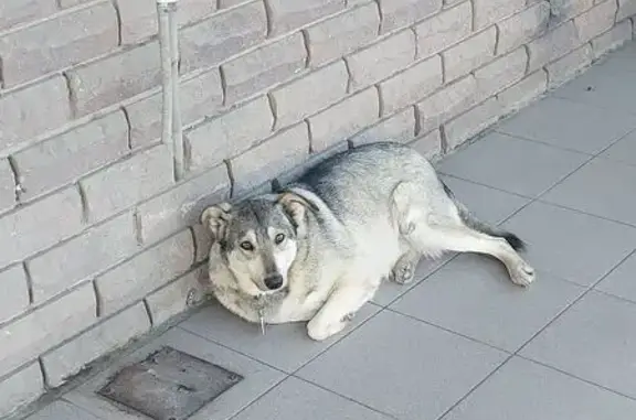 Найдена собака, Краснодар, фото: Собака найдена: Бородинская 14, Краснодар