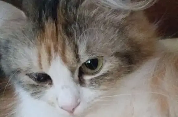 Кошки потеряшки, Ступино, фото: Потеряшка кошка, Первомайская 49, Ступино