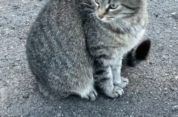 Серая кошка найдена в Удальцово, ЛО