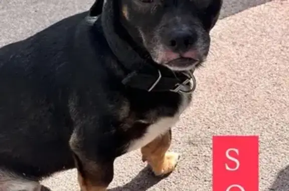 Найдена собака, ул. Бородинская, 152