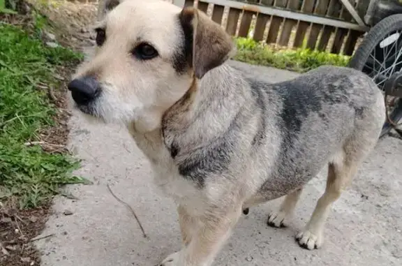 Собака найдена на Озерной, 48, Железнодорожный