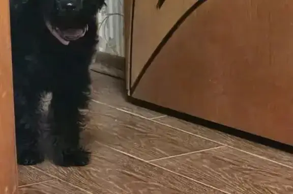 Найдена собака, Москва, фото: Щенок найден у метро Проспект Мира, 41с2