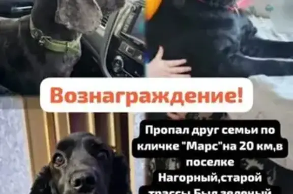 Пропала собака Марс, Новая ул., Нагорный