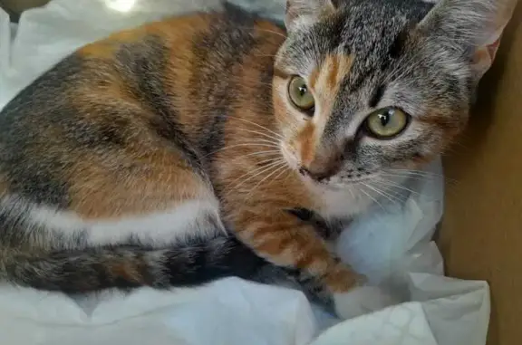 Найдена кошка, Щёлково, фото: Кошка найдена: ул. Комарова, 17, к. 1