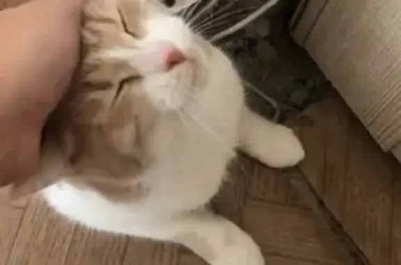 Пропала кошка, ул. Хромова, 21, Тверь