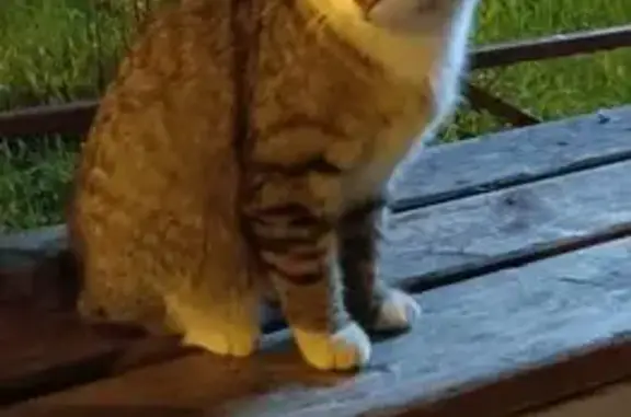 Кошка найдена, Мурино, Ленобласть