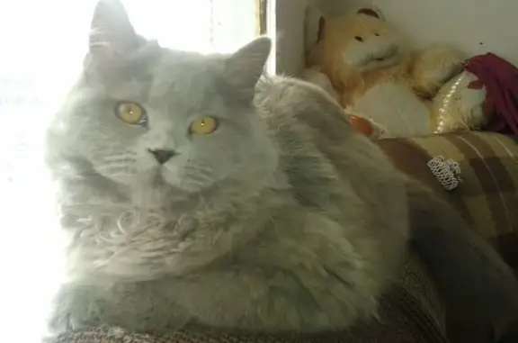 Потерянные животные Петрозаводск, фото: Пропала кошка, ул. Володарского 44, Петрозаводск